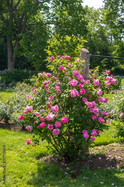 Obraz Bright pink rose bush