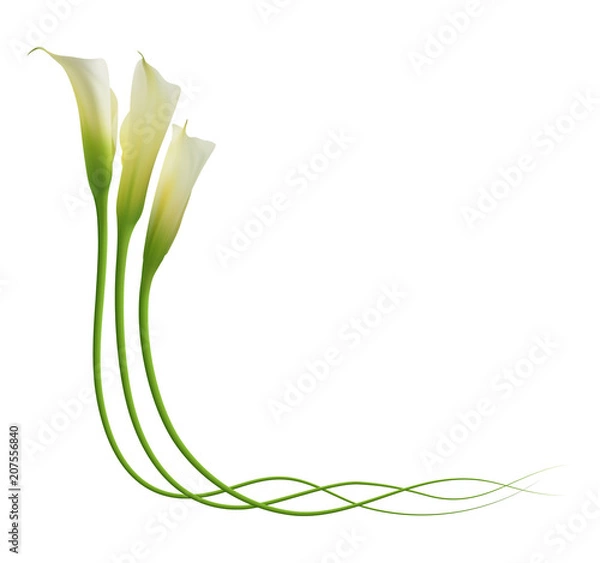 Obraz Realistyczny kącik lilii calla. Symbol piękna i łaski.