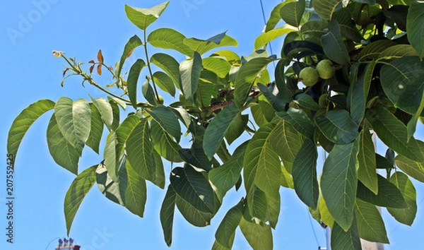 Fototapeta 호두나무
