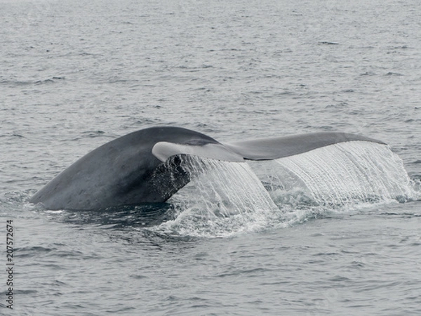 Obraz blue whale fluking