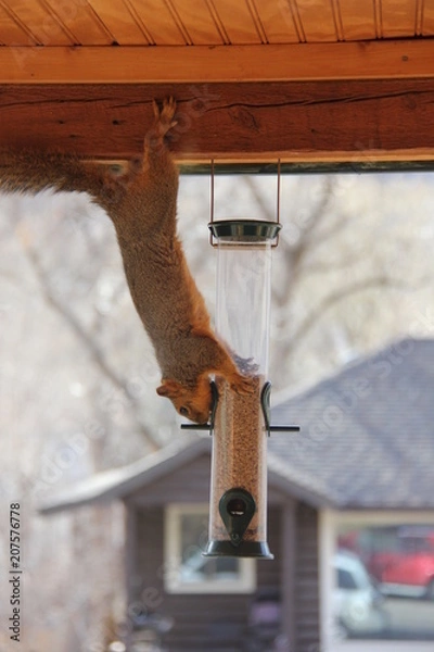 Obraz Squirrel Emptying Birdseed Feeder
