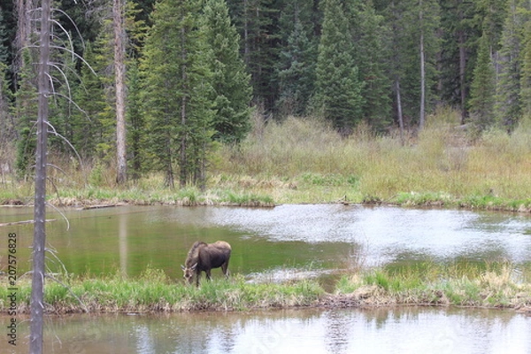 Obraz Moose Grazing