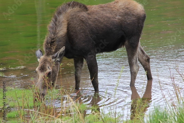 Obraz Moose Grazing