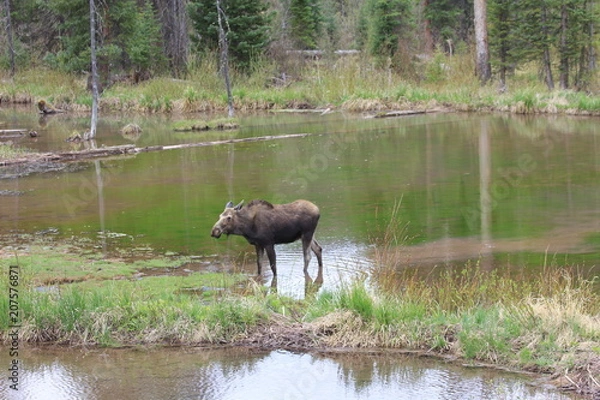 Obraz Moose Grazing
