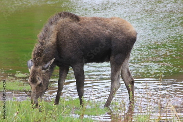 Obraz Moose Grazing