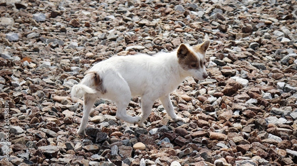 Fototapeta A dog running around the gravelly field.