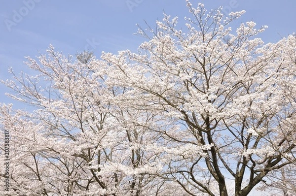 Fototapeta 青空に咲く桜