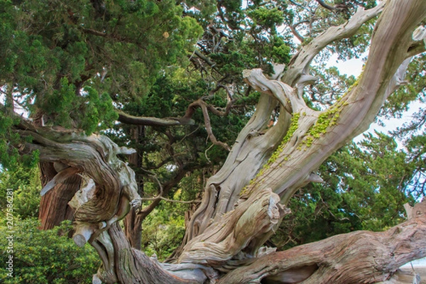 Obraz ビャクシン樹林