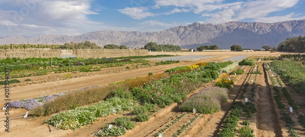 Fototapeta experimental farm in the Arava Desert in Israel with the Moav Mountains of Jordan in the background