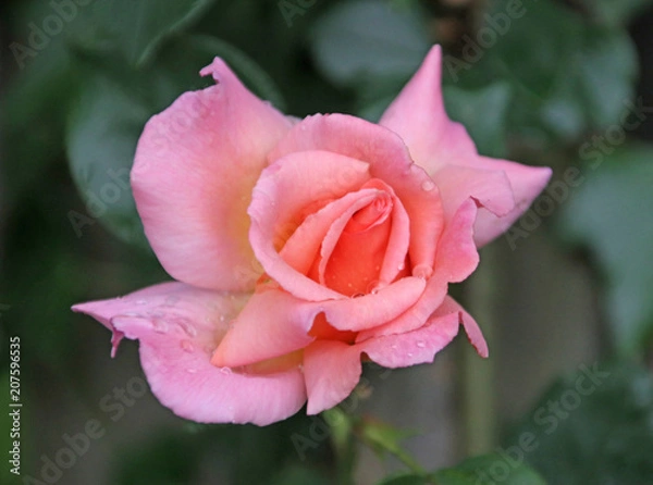 Fototapeta Rose type named xxx in close-Up isolated from a rosarium in Boskoop the Netherlands