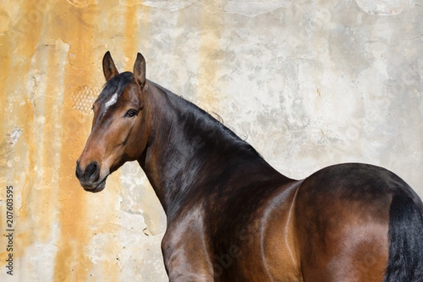 Obraz Bay horse look back isolated on light background