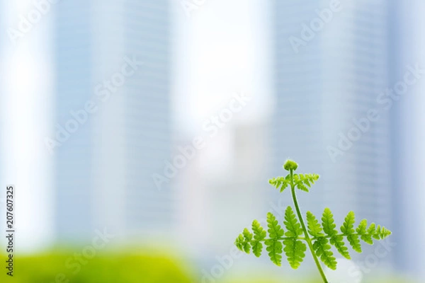 Fototapeta 高層ビルと新緑のツタ