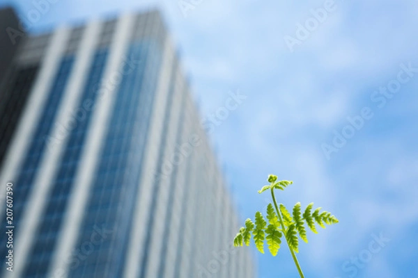 Fototapeta 高層ビルと新緑のツタ