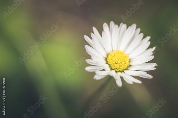 Obraz Flowers in rain. Natural summer background.