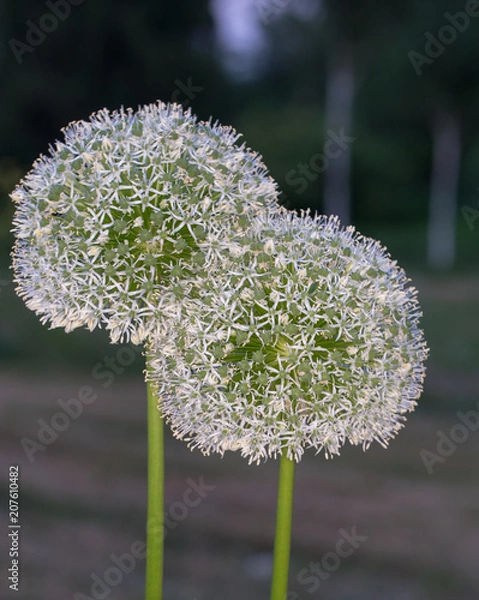 Obraz Macro photos summer flowers