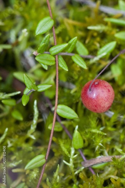Fototapeta Vaccinium oxycoccos is a species of flowering plant in the heath family. It is known by the common names small cranberry, bog cranberry, swamp cranberry.