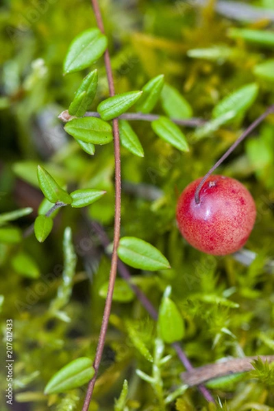 Fototapeta Vaccinium oxycoccos is a species of flowering plant in the heath family. It is known by the common names small cranberry, bog cranberry, swamp cranberry.
