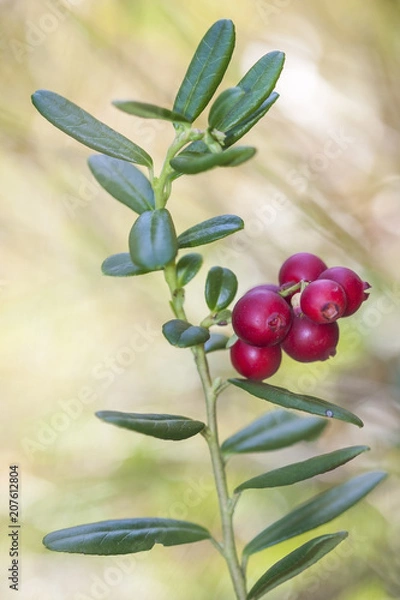 Fototapeta Vaccinium vitis-idaea (lingonberry, partridgeberry, or cowberry) is a short evergreen shrub in the heath family that bears edible fruit, native to boreal forest and Arctic tundra.