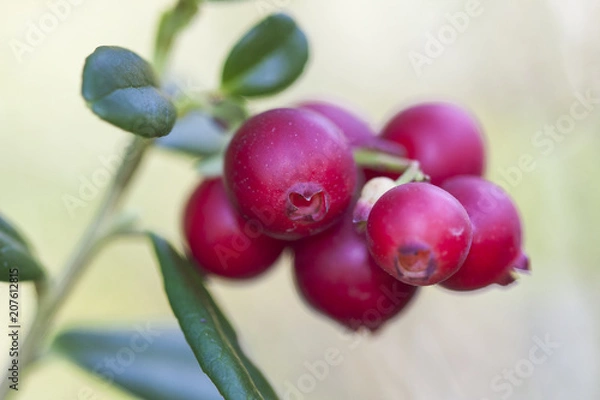 Fototapeta Vaccinium vitis-idaea (lingonberry, partridgeberry, or cowberry) is a short evergreen shrub in the heath family that bears edible fruit, native to boreal forest and Arctic tundra.