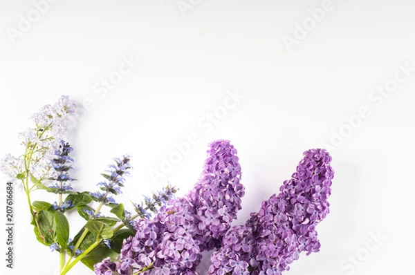 Obraz kwiaty bzu na białym tle