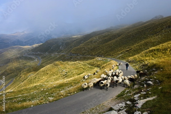 Fototapeta A shepherd shepherds sheep on a road in the mountains of Montenegro
