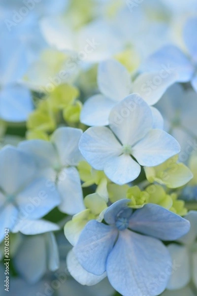 Fototapeta Macro details of blue hydrangea flowers in summer garden