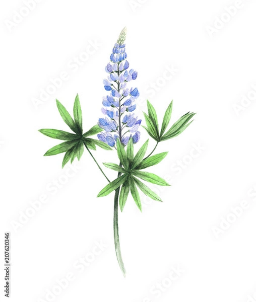 Obraz Akwarela łubinu