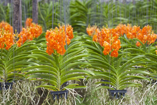 Fototapeta orchids of thailand