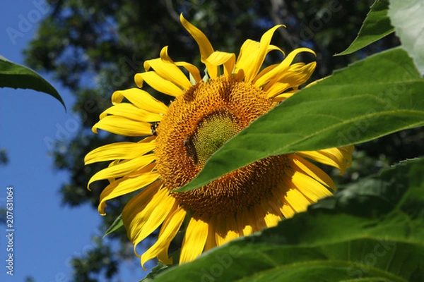 Obraz Sunflower with green leaves