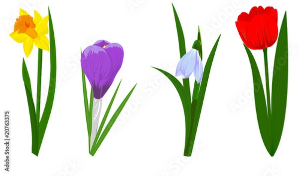 Fototapeta Set of four spring flowers narcissus, crocus, snowdrop and tulip