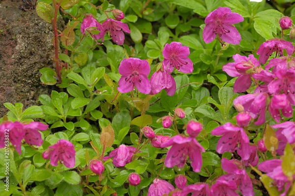 Fototapeta Rhododendron camtschaticum Zwergrhododendron in Blüte