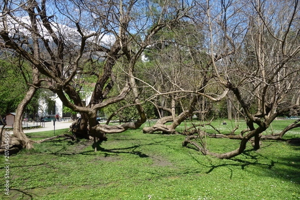 Obraz Schräge Bäume