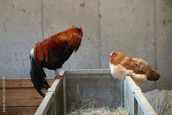 Obraz Hahn und Henne