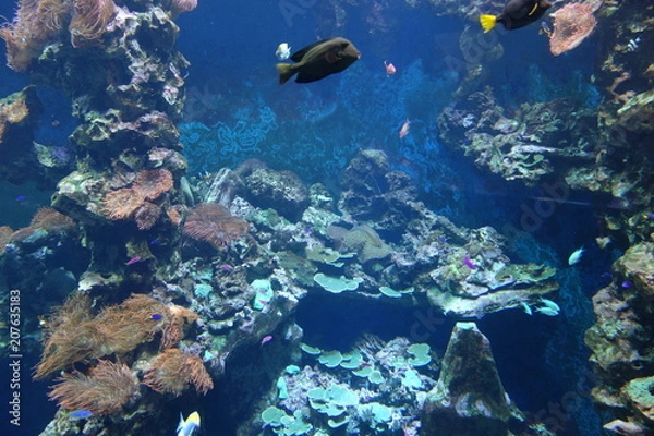 Obraz Korallenbewohner