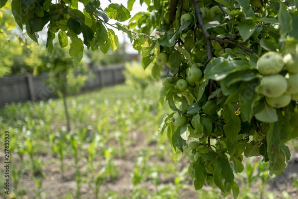 Fototapeta Apple tree branch
