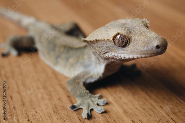 Obraz Crested Gecko