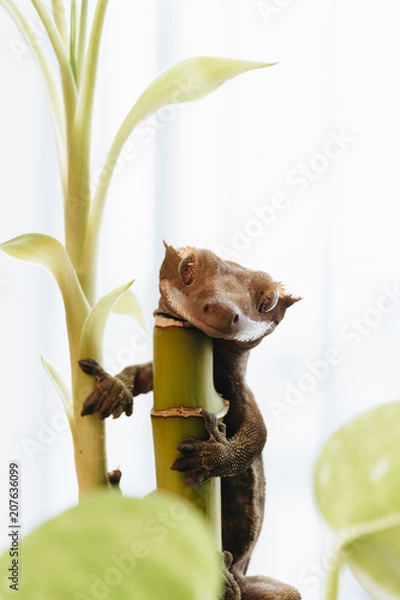 Obraz Crested Gecko