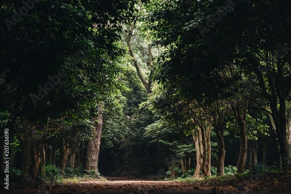 Fototapeta Dark Forest Light