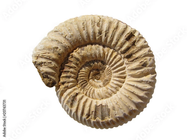 Fototapeta Amonit