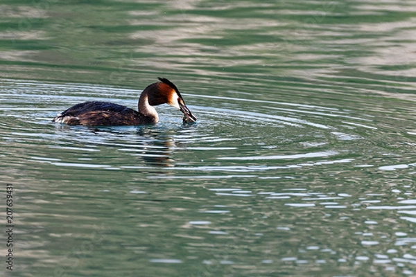 Fototapeta Grèbe huppé