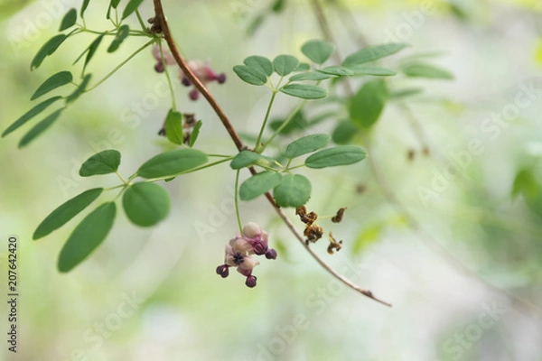 Obraz アケビの花