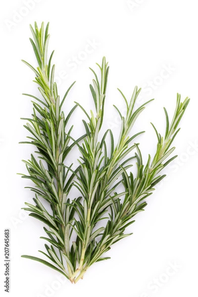 Fototapeta Rosemary spice on the white background.