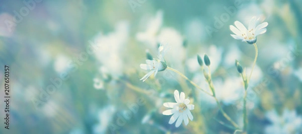Obraz Field wild flowers close-up in the sun, toned photo