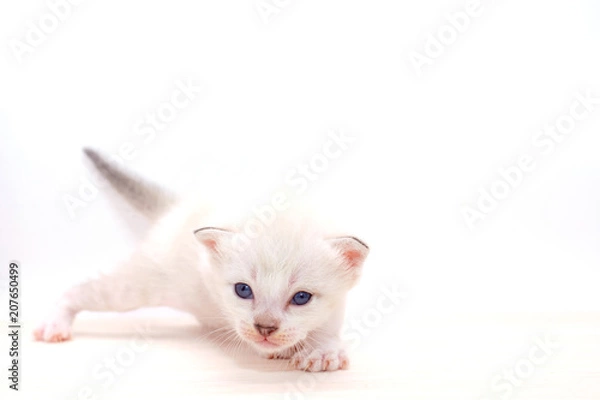 Obraz Small kitten isolated on white background.