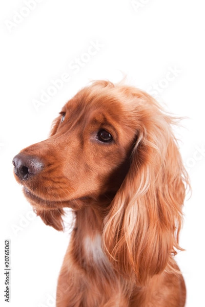 Obraz Baby Cocker Spaniel