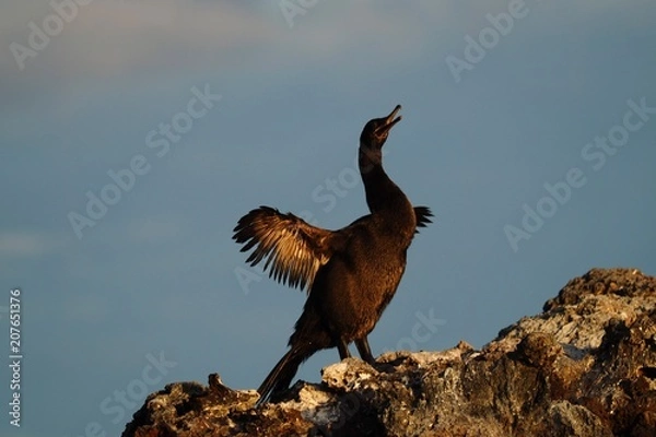 Fototapeta Galapagos Flightless Cormorant Phalacrocorax harrisi