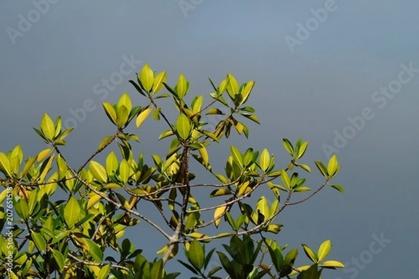 Obraz Galapagos trip