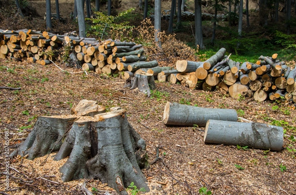 Obraz Damage to nature. Timber logs stacked in a pile for removal from the forest. Europe