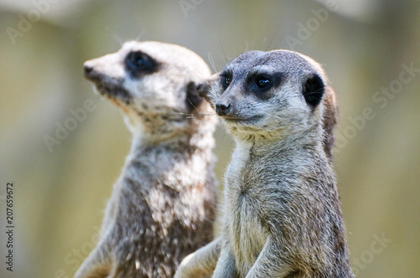 Fototapeta Surikata staring at something outide the picture frame