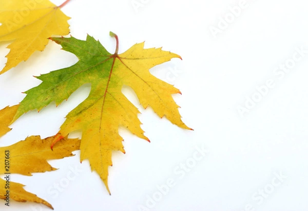 Fototapeta colorful maple leaves